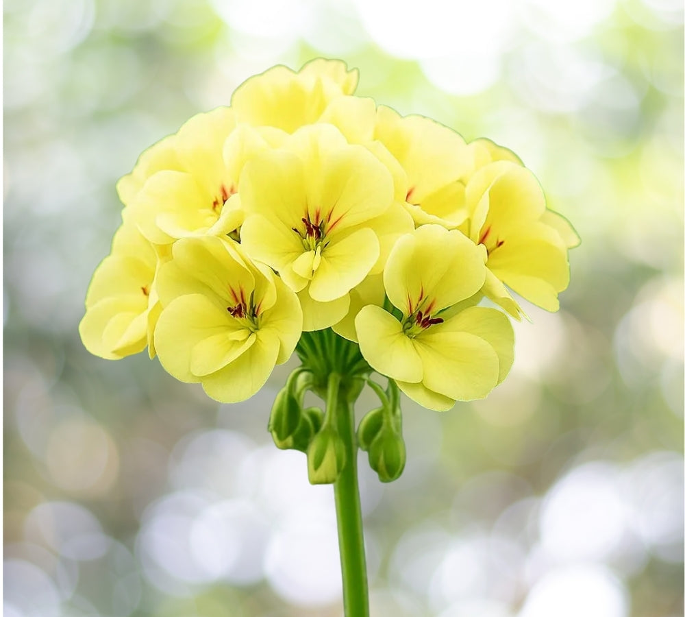 10 Seeds Yellow Geranium Pelargonium Hybrid Bright Blooms Easy Grow Patio Container Bedding